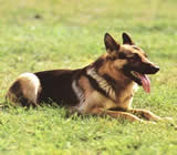 Adestramento de cães em São João de Meriti