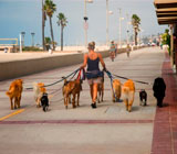 Dog Walkers de cães em São João de Meriti